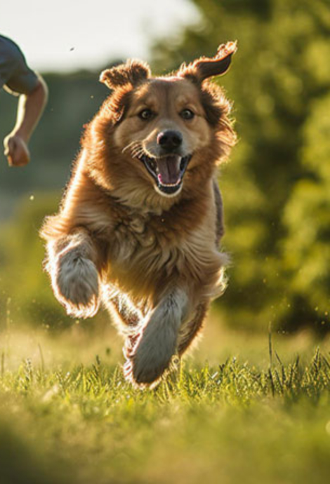 Os-Benefícios-dos-Passeios-Diários-para-o-seu-Cão