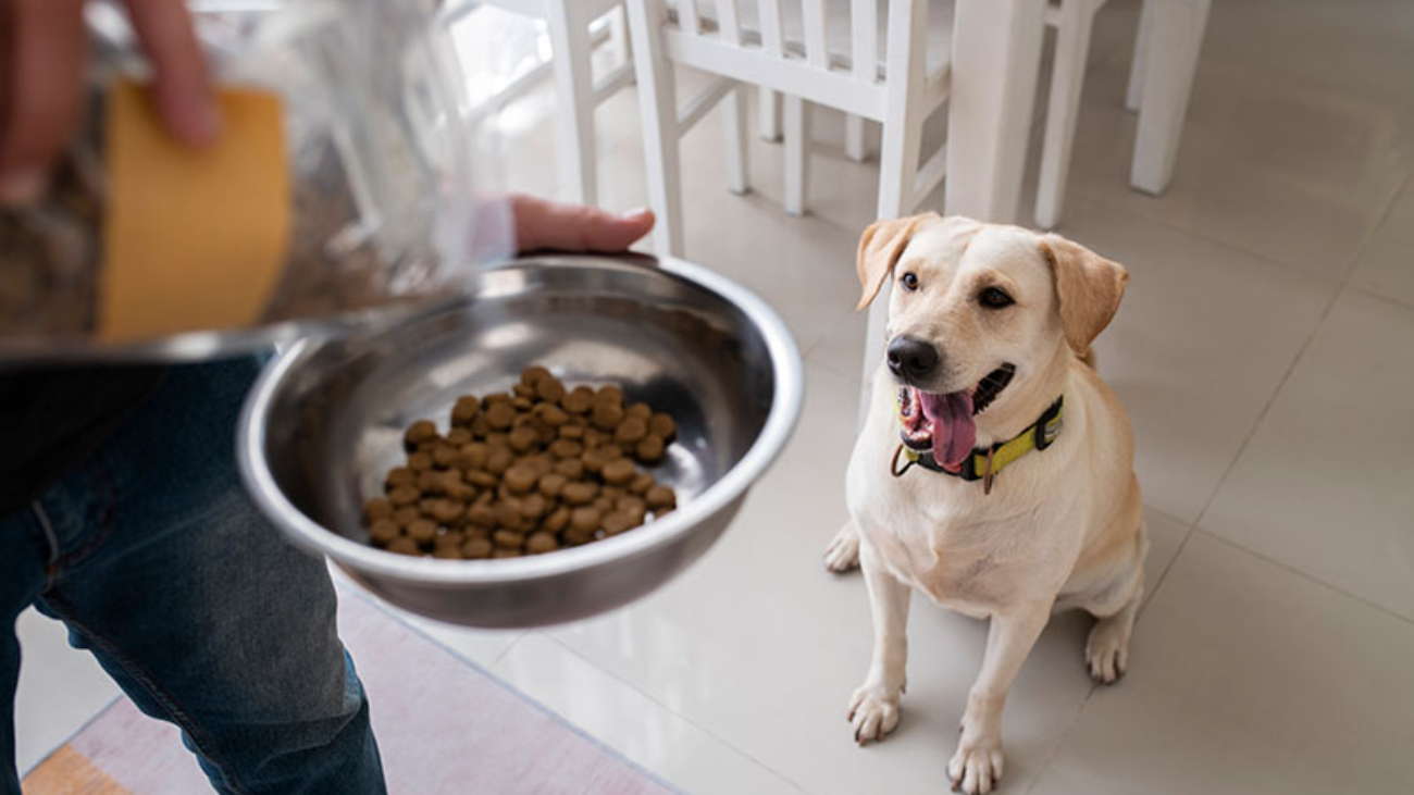 owner-serving-food-bowl-their-pet-dog