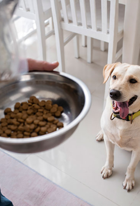 owner-serving-food-bowl-their-pet-dog