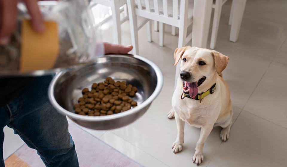 owner-serving-food-bowl-their-pet-dog